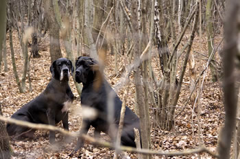 Paris und Bel Ami im Wald