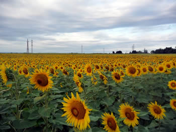 Die freundlichen Sonnenblumen