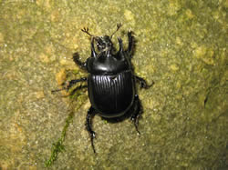 Stierkäfer
